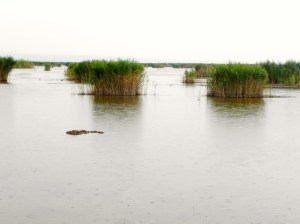 La zona acquitrinosa del lago