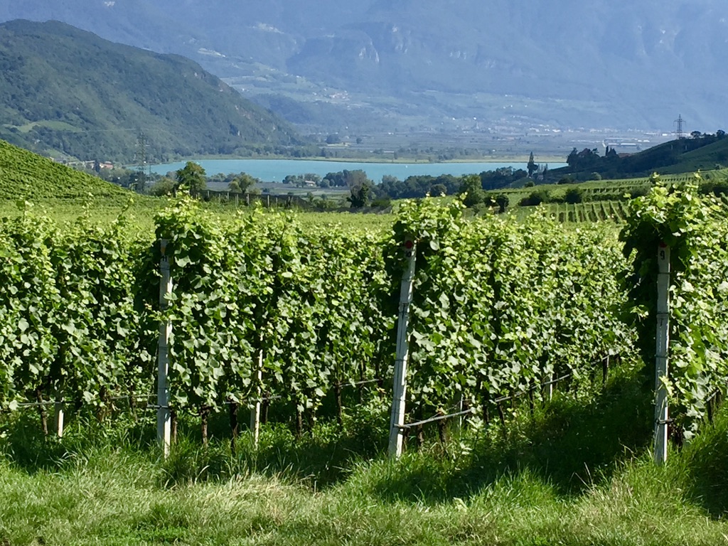 I vigneti con il lago sullo sfondo