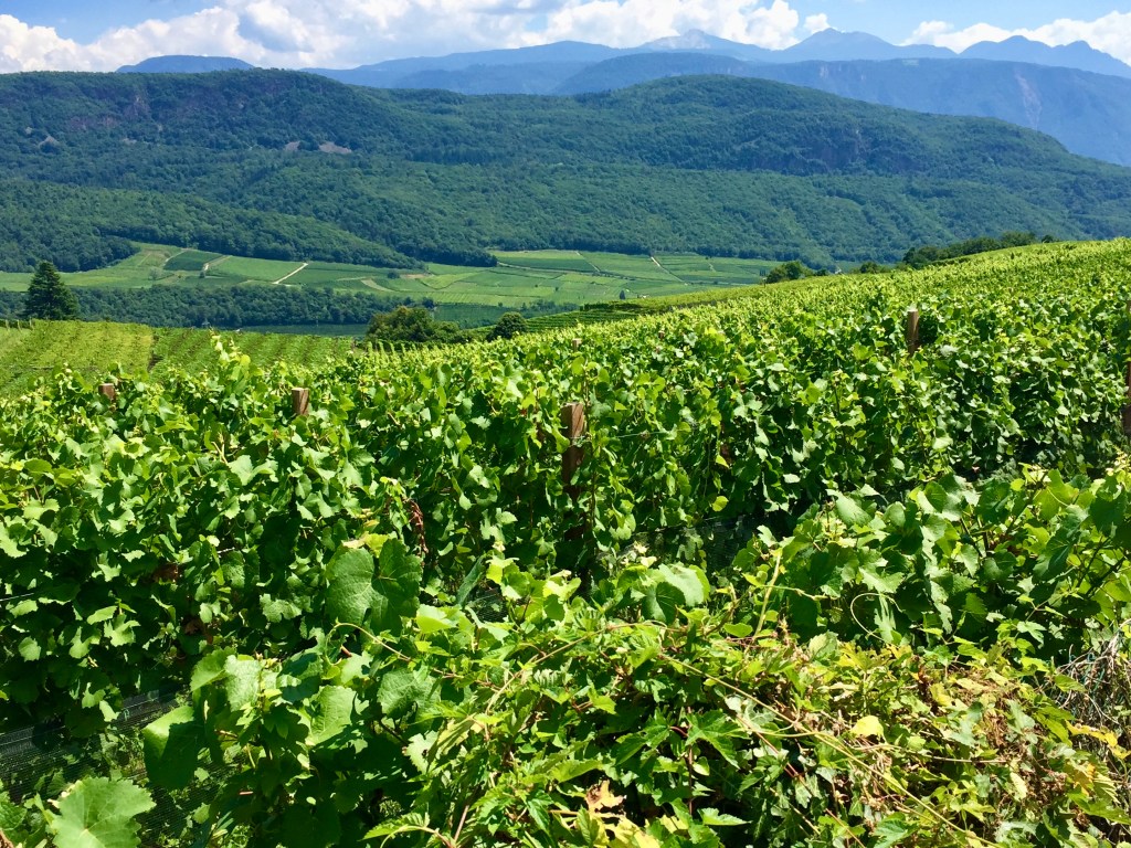 I vigneti con le montagne