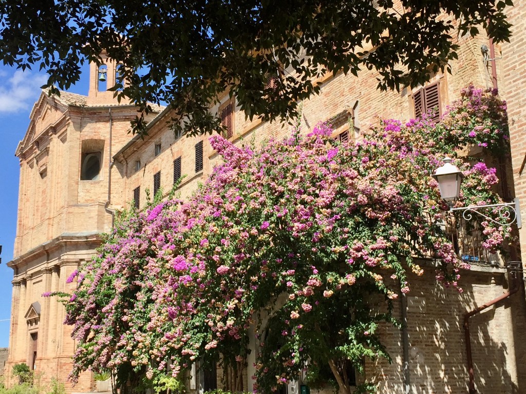  Bougaville e Chiesa del Suffragio sullo sfondo