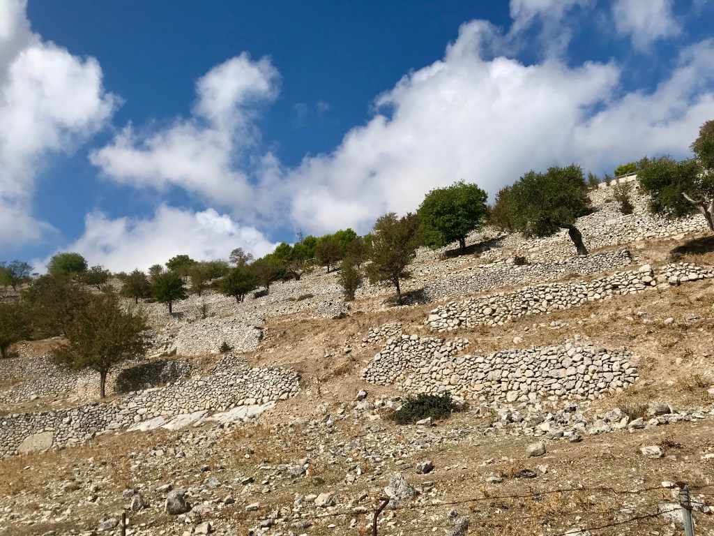 Gli ulivi ed i muri a secco